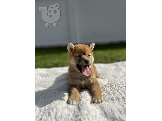 Κουτάβια Shiba Inu